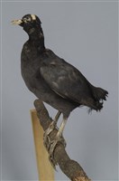 藏品(白冠雞)的圖片